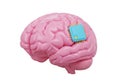 Pink brain model with blue microchip isolated on white background Royalty Free Stock Photo