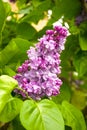 Pink branch of a blossoming lilac on a green background.