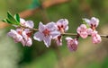 Pink branch of cherry, almond, beautiful twig.