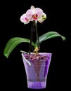 Pink branch orchid flowers with green leaves, in a mauve transparent vase. Orchidaceae, Phalaenopsis known as the Moth Orchid