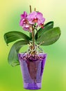 Pink branch orchid flowers with green leaves, in a mauve transparent vase. Orchidaceae, Phalaenopsis known as the Moth Orchid