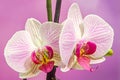 Pink branch orchid flowers with green leaves. Orchidaceae, Phalaenopsis known as the Moth Orchid, abbreviated Phal. Royalty Free Stock Photo