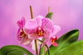 Pink branch orchid flowers with green leaves, Orchidaceae, Phalaenopsis known as the Moth Orchid, abbreviated Phal Royalty Free Stock Photo