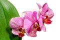 Pink branch orchid flowers with green leaves. Orchidaceae, Phalaenopsis known as the Moth Orchid, abbreviated Phal. Royalty Free Stock Photo