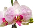 Pink branch orchid flowers with green leaves, Orchidaceae, Phalaenopsis known as the Moth Orchid, abbreviated Phal. Royalty Free Stock Photo