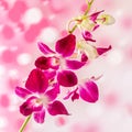 Pink branch orchid flowers, Orchidaceae, Phalaenopsis known as the Moth Orchid, abbreviated Phal. Pink bokeh light background. Royalty Free Stock Photo