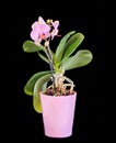 Pink branch orchid flowers, vase, flowerpot, Orchidaceae, Phalaenopsis known as the Moth Orchid, abbreviated Phal. Royalty Free Stock Photo