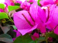 Pink Brazil Bougainvillea flowers in macro