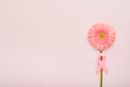 Pink Breast Cancer Awareness Ribbon. Gerbera and pink ribbon on backgrounds. Breast cancer awareness and October Pink day, world