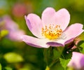 Pink briar flower