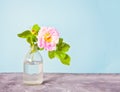 Pink briar wild roses in a vase