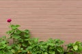 Pink brick wall background with red flower and green plants in lower half.