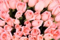 Pink bridal roses background close-up