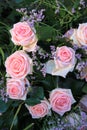 Pink bridal roses