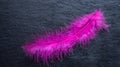 Pink bright feather on a black background. Black shale textured background