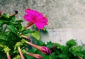 Petunias Bright Rose