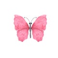 Pink bright watercolor butterfly