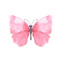 Pink bright watercolor butterfly