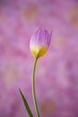Pink and bright yellow tulip on magenta background