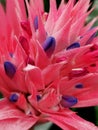 Pink bromelia, aechmea fasciata on a pot