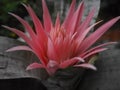 Pink bromelia in early bloom with leaves Royalty Free Stock Photo