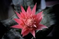 Pink bromelia, tropical exotic flower