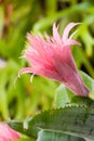 Pink Bromeliad