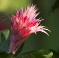 Pink bromeliad flower