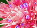 Pink bromeliad flower