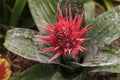 Pink bromeliad flower Aechmea fasciata