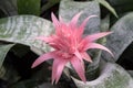 Pink Bromeliad flower or Aechmea fasciata in garden