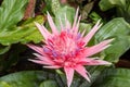 Pink bromeliad flower Royalty Free Stock Photo