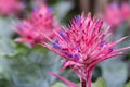 Pink bromeliad flower in garden at sunny summer or spring day. Aechmea fasciata Bromeliad