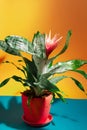 pink bromeliad flower, indoor clay pot gardening, exotic decorative flowerpot houseplant, love for plants concept Royalty Free Stock Photo
