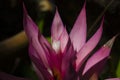 Pink Bromeliad foliage flowers in the tropical garden. Nature photography