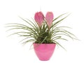 Pink bromeliad plant in a pink flower pot