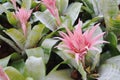 Pink Bromeliad plants
