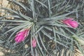 Pink Bromeliad , Tillandsia oaxacana