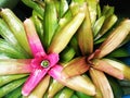 Pink bromeliad tree Royalty Free Stock Photo