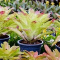 Pink Bromeliads