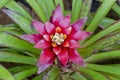 Pink Bromeliads