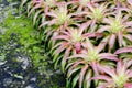 Pink Bromeliads