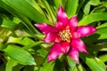 Pink Bromeliads Royalty Free Stock Photo