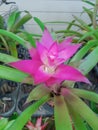 Pink bromeliads flower.