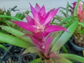 Pink bromeliads flower. Royalty Free Stock Photo