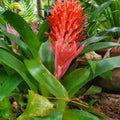Pink Bromiliad Plant Royalty Free Stock Photo