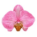 Pink brown white sangria orchid flower isolated white background with clipping path. Flower bud close-up.