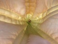 Pink Brugmansia. Angel`s Trumpet. Close-up Royalty Free Stock Photo