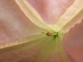 Pink Brugmansia. Angel`s Trumpet. Close-up Royalty Free Stock Photo