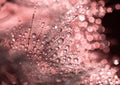 Pink bubbles